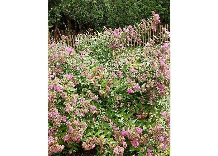 Blum - Vom Ende Comfortable * Altmünster